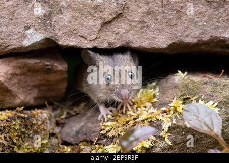 Souris en bois - Apodemus sylvaticus - Banque D'Images