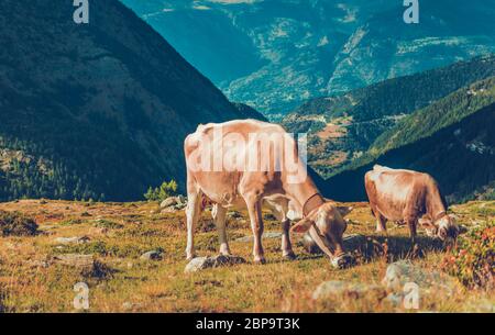 Deux grandes vaches brunes qui bissent à Meadow, au sommet des hautes collines, dans la chaîne de montagnes européenne. Banque D'Images