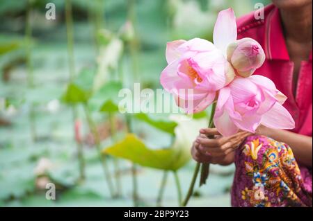 Nelumbo nucifera, un bouquet de fleurs de lotus, Cambodge, Asie du Sud-est Banque D'Images