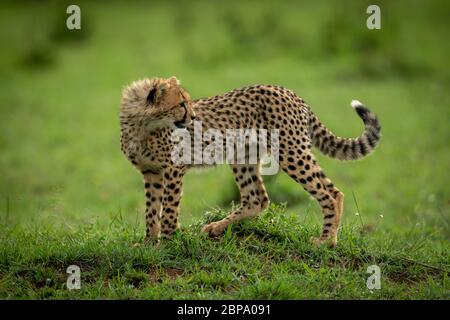 Cheetah cub se dresse sur mound à retour Banque D'Images