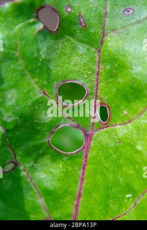 Cercospora beticola taches blanches sur des feuilles de bette à carde rouge Banque D'Images