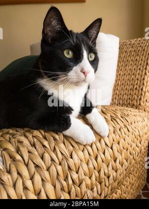 Un chat domestique à cheveux courts nommé Scout dort sa journée dans sa maison de banlieue, Miami, Floride. Banque D'Images