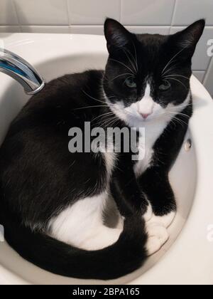 Un chat domestique à cheveux courts nommé Scout dort sa journée dans sa maison de banlieue, Miami, Floride. Banque D'Images