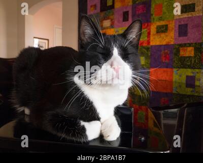 Un chat domestique à cheveux courts nommé Scout dort sa journée dans sa maison de banlieue, Miami, Floride. Banque D'Images
