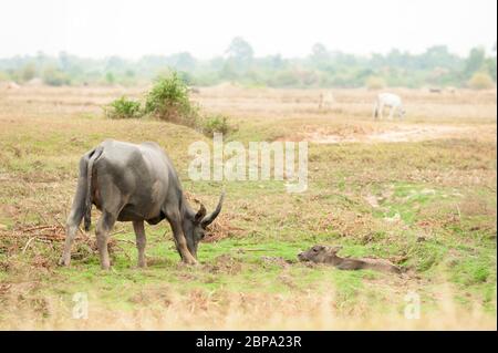 Buffle d'eau de mère et de veau, Bubalus bubalis, au centre du Cambodge, en Asie du Sud-est Banque D'Images