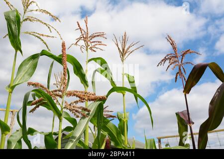 Le pollen d'un maïs doux tassel dans focus sélectif, avec des plants de maïs de grande taille, au-delà de glands contre un ciel nuageux ciel d'été Banque D'Images