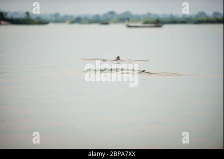 Un aperçu des dauphins Irrawaddy, Orcaella brevirostris dans le Mékong à Kratie, Cambodge, Asie du Sud-est Banque D'Images