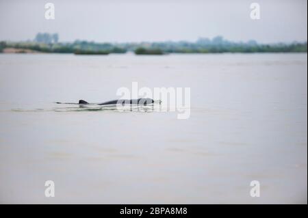 Un aperçu des dauphins Irrawaddy, Orcaella brevirostris dans le Mékong à Kratie, Cambodge, Asie du Sud-est Banque D'Images