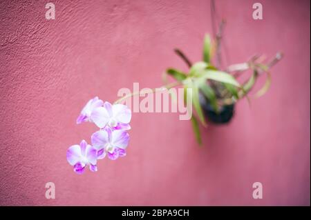 Orchid contre un mur rouge Banque D'Images