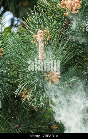 Autour du Royaume-Uni - pollen provenant des fleurs d'un pin noir (Pinus nigra) dans le parc de Cuerden Valley, Chorley, Lancashire. Une série de 7 images. Banque D'Images