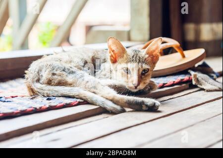 Cat sur un tapis. Province de Kampong Cham, Cambodge, Asie du Sud-est Banque D'Images