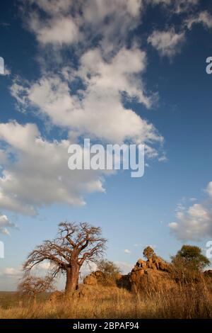 boabab près du botswana, afrique du sud Banque D'Images