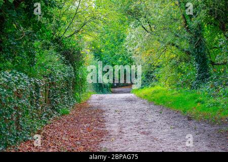 Un sentier à Hampstead Heath, Londres, Royaume-Uni Banque D'Images