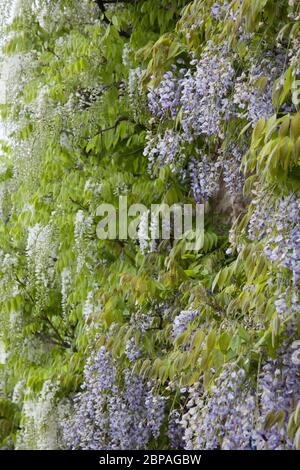 Glycine croissant sur le côté d'une maison en pleine floraison Banque D'Images