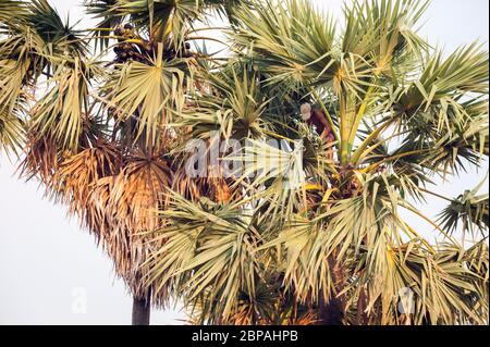 Palmyra fruit étant récolté par un cambodgien au sommet d'un palmier, Borassus flabellifer. Province de Battambang, Cambodge, Asie du Sud-est Banque D'Images