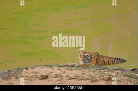 Dans l'eau refroidissement Tiger Banque D'Images