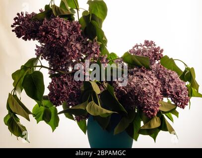 Un beau bouquet de lilas gros plan sur un fond clair. Banque D'Images