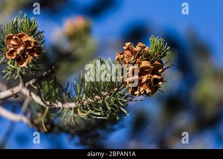 PIN de pin, Pinus edulis, arbre avec cônes et aiguilles dans le terrain de camping Oak Grove dans la forêt nationale de Lincoln, Sacramento Mountains, Nouveau-Mexique, États-Unis Banque D'Images