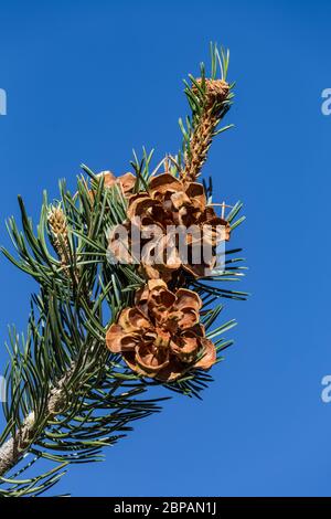 PIN de pin, Pinus edulis, arbre avec cônes et aiguilles dans le terrain de camping Oak Grove dans la forêt nationale de Lincoln, Sacramento Mountains, Nouveau-Mexique, États-Unis Banque D'Images