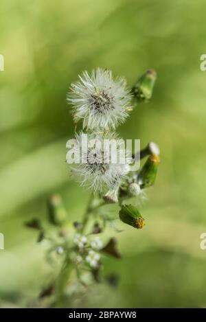 Têtes de graines de Groundsel (Senecio vulgaris) Banque D'Images