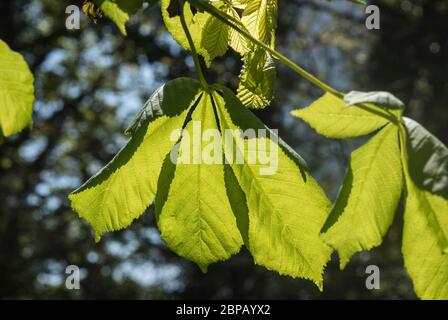 Feuilles de châtaigne (Aesculus hippocastanum) Banque D'Images