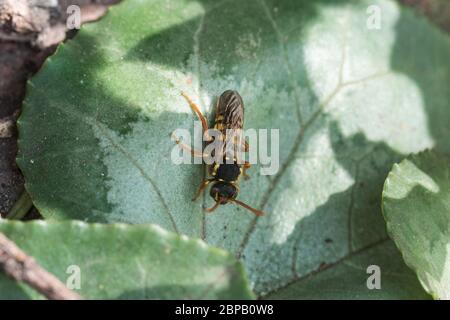 Abeille nomade (Nomada sp) perchée sur une feuille Banque D'Images