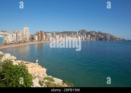 Benidorm Espagne destination touristique Costa Blanca avec vue magnifique sur la plage de Levante du point de vue de la vieille ville Banque D'Images