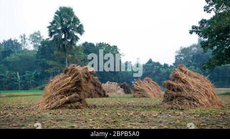 Bangladesh Rice Fields, Bangladesh, Field, Green, Landscape, HQ photo Banque D'Images