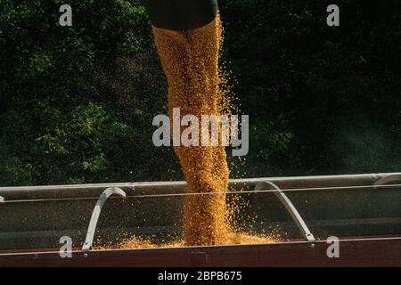 Les grains de maïs fraîchement récoltés sont chargés pour le transport vers les silos de stockage de la ferme familiale Norwood le 19 septembre 2019 dans le comté de Henry, Tennessee. La ferme utilise des pratiques de conservation sans labour élaborées avec l'USDA pour équilibrer l'intendance et la production des terres. Banque D'Images