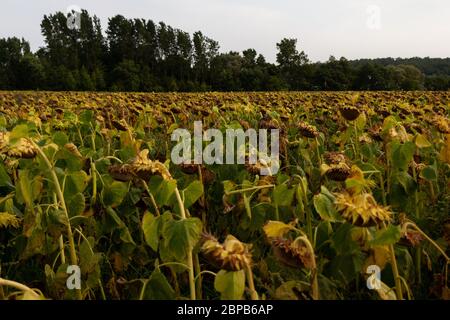 Un champ de tournesols mûrs. Tourné en août en Slovaquie. Banque D'Images