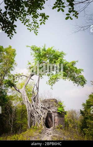 Temple avec figuier géant en forme de trangler poussant sur le mur latéral. Site archéologique de Sambor Prei Kuk, province de Kampong Thom, Cambodge, Asie du Sud-est Banque D'Images