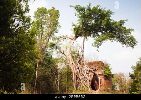 Temple avec figuier géant en forme de trangler poussant sur le mur latéral. Site archéologique de Sambor Prei Kuk, province de Kampong Thom, Cambodge, Asie du Sud-est Banque D'Images