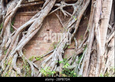 Ancien temple enveloppé de racines géantes de figue à étrangleur. Site archéologique de Sambor Prei Kuk, province de Kampong Thom, Cambodge, Asie du Sud-est Banque D'Images