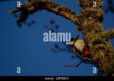 Le grand pic à pois monte sur un tronc d'arbre couvert de mousse dans la lumière chaude du soleil couchant. Banque D'Images