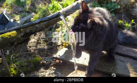 Le chat noir doux joue avec l'eau qui coule de la source. L'eau scintille au soleil. Banque D'Images