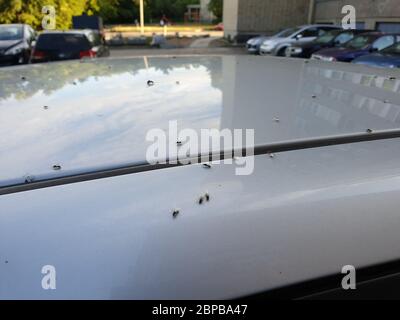 De nombreux insectes sur le toit de la voiture Banque D'Images