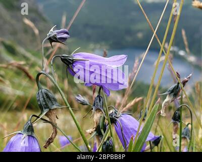 Fleurs bleues dans les montagnes Banque D'Images