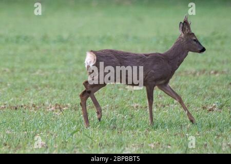 Cerf de Virginie (Capranolus capranolus) buck pourchassant la femelle doe Banque D'Images