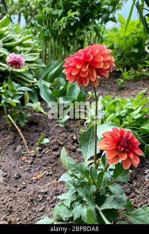 Fleur de Dahlia d'orange appelée Dahlia Sylvia, cultivée dans un jardin Banque D'Images