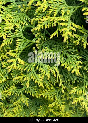 Gros plan de belles feuilles vertes d'arbres Thuja. Thuja occidentalis est un conifères à feuilles persistantes. Platycladus orientalis, également connu sous le nom de chinois TH Banque D'Images