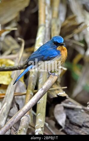 Un Moucherolle bleu de Hill (Cyornis whitei) perché sur une petite branche dans une forêt de bambou du Nord-est de la Thaïlande Banque D'Images