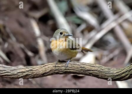 Une femelle de Hill Blue Flycatcher (Cyornis whitei) perchée sur une petite branche de la forêt dans le nord-est de la Thaïlande Banque D'Images