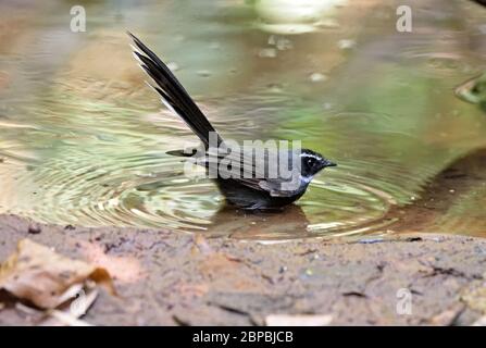 Une queue de fée à gorge blanche (Rhipidura albicollis) baignant dans un ruisseau de la forêt du nord de la Thaïlande Banque D'Images