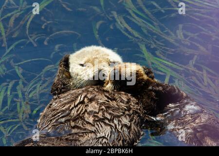 Sea Otter maman et Pup gros plan dormir à côté dans l'herbe de mer Banque D'Images