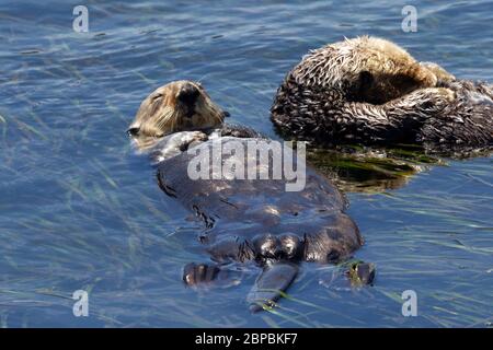 Otter de mer Homme dormant dans l'herbe de mer Banque D'Images