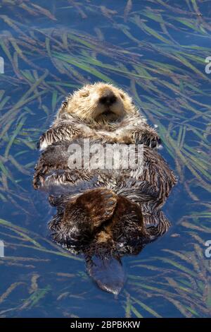 Otter de mer dormant dans l'herbe de mer Banque D'Images