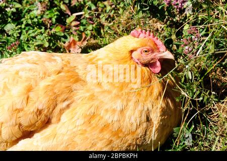 Une grande poule dorée assise sur son nid avec une végétation verte derrière elle. Banque D'Images