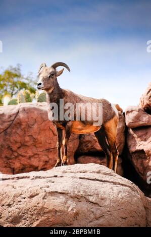 Une femelle, brebis, désert, gros moutons à corne posant sur un rocher rouge contre un ciel bleu. Ces animaux agiles vivent parmi les rochers. Banque D'Images