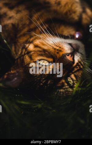 Chat exotique bengal couché dans l'herbe à l'extérieur. Banque D'Images