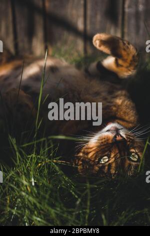 Chat exotique bengal couché dans l'herbe à l'extérieur. Banque D'Images